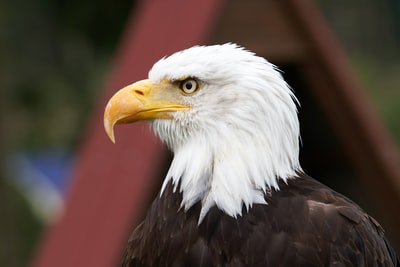 white and black eagle in close up photography